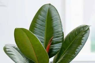 Where to buy a rubber tree plant