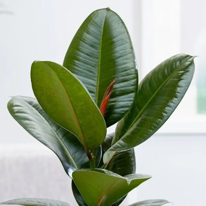 Where to buy a rubber tree plant