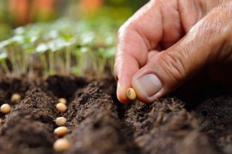 How to plant seeds