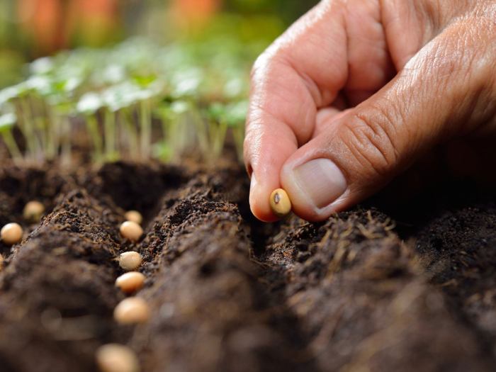 How to plant seeds