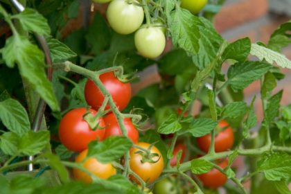 Italian tomato tree plant