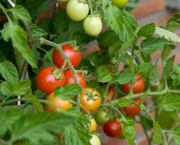 Italian tomato tree plant