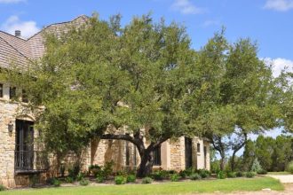 Best trees to plant in central texas