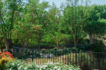 Fence hedge ideas boxwood living landscape boundary fences chain link