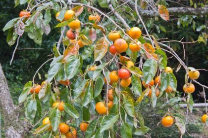 Where to plant a persimmon tree