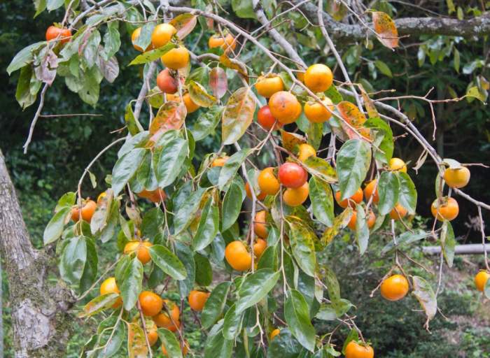 Where to plant a persimmon tree