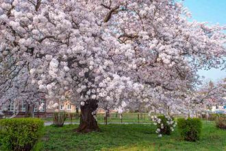 How to plant yoshino cherry tree